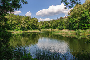 Fototapeta premium A beautiful forest lake surrounded by blooming acacia and reeds. Ukraine