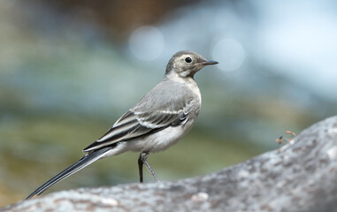 Bird (wagtail) on the riverbank