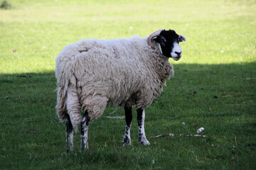 A view of a Sheep in a field on a sunny day