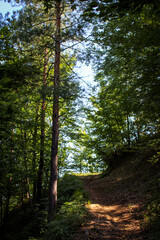 A path to walk through the forest.