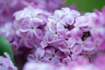 persian lilac flowers. Beautiful spring background of flowering lilac. Selective soft focus, shallow depth of field.
