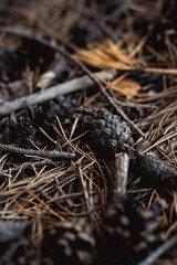 close up of a fir cone