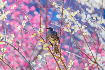 梅の花とヒヨドリ
