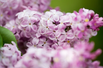 persian lilac flowers. Beautiful spring background of flowering lilac. Selective soft focus, shallow depth of field.