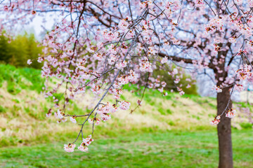 Naklejka premium 桜