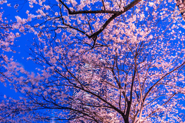 イルミネーションの桜と東京都市風景
