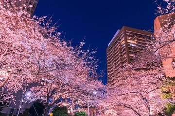 イルミネーションの桜と東京都市風景