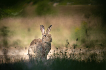 Lapin de garenne dans les herbes au printemps