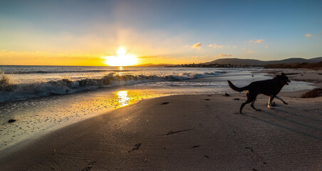 Dog walking on the foreshore at sunset