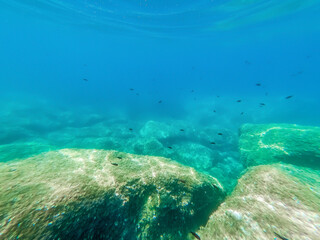 Black fish and rocks in Alghero rocky shore