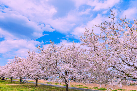 桜並木と雲