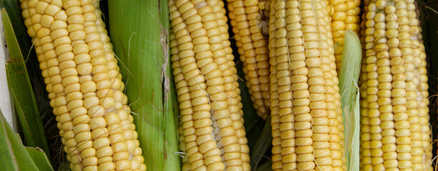 Banner. Freshly harvested corn on green leaves. Corn after harvest.