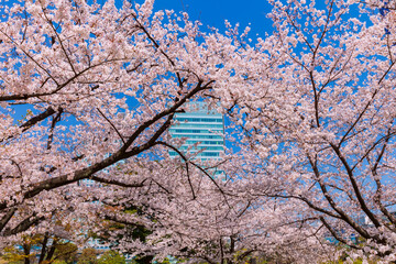 桜とビル　東京