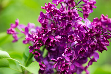 persian lilac flowers. Beautiful spring background of flowering lilac. Selective soft focus, shallow depth of field.