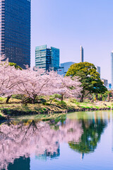 桜並木とビル　東京