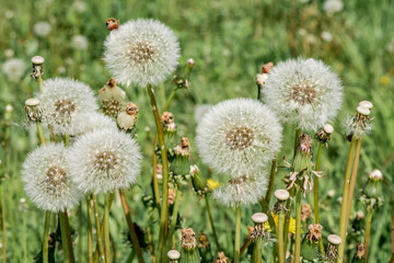 Common Dandelion (Taraxacum officinale) in meadow