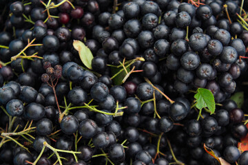 Background of chokeberry berries with a couple of green leaves. Freshly picked chokeberry berries. Fruit chokeberry. Aronia fruits. Fruit background.