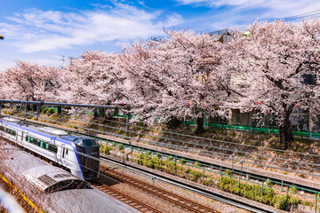 桜と電車