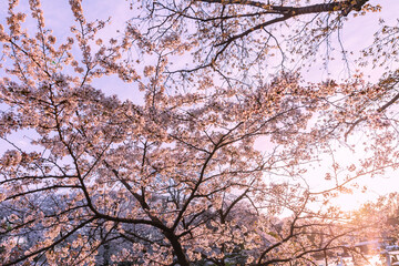 桜と木漏れ日