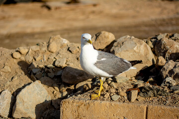 Seagull