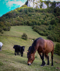 Horses in nature. Horses grazing on the hillside overlooking Sarajevo. Wild horses in Bosnia and Herzegovina.