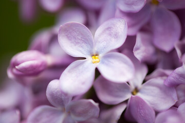 Naklejka na ściany i meble persian lilac flowers. Beautiful spring background of flowering lilac. Selective soft focus, shallow depth of field.