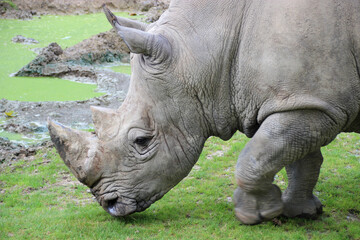 white rhino in a zoo in france