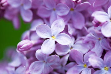 Fototapeta na wymiar persian lilac flowers. Beautiful spring background of flowering lilac. Selective soft focus, shallow depth of field.