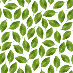 Bright green watercolor leaves pattern, isolated on white background. Botanical illustration.