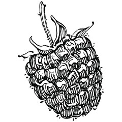 Raspberry isolated vector drawing. Organic essential oil engraved style sketch. Beauty and spa, cosmetic ingredient. Great for label, poster, flyer, packaging
