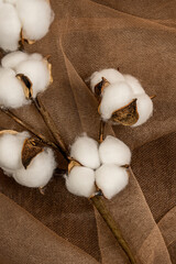 Ripe cotton plant on dark brown tulle fabric on top