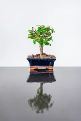 Schilderijen op glas Lonely bonsai in blue pot on gray metal table © Toyakisfoto.photos