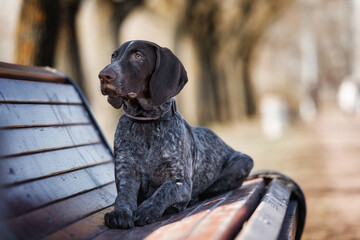shorthaired pointer
