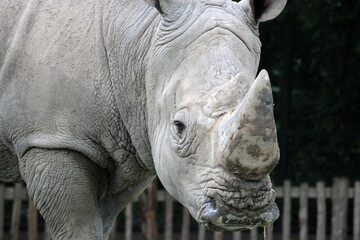 white rhino in a zoo in france
