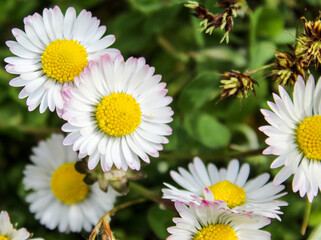 Fototapeta premium Lawn with daisies. A group of beautiful daisy flowers on the lawn. Lawn daisies. Bellis perennis.