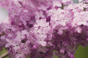persian lilac flowers. Beautiful spring background of flowering lilac. Selective soft focus, shallow depth of field.