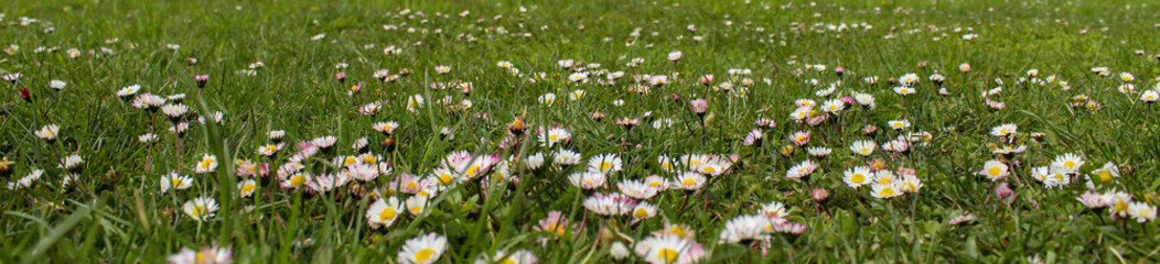 Banner. Lawn daisies. Bellis perennis. Detailed view at white and yellow blooming Common Daisy or Bellis perennis in their natural habitat.