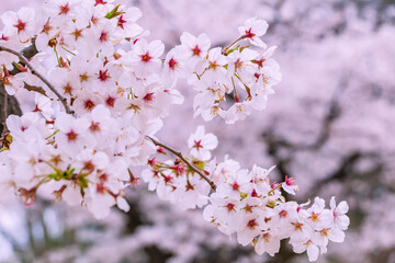 桜