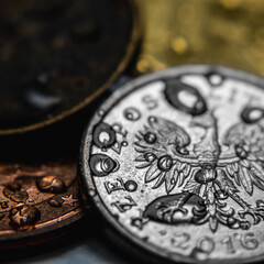 One Polish Zloty coin depicting Polish eagle lying among other coins covered with raindrops