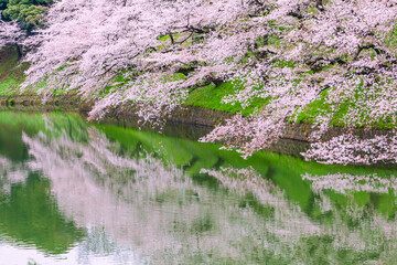 池と桜並木