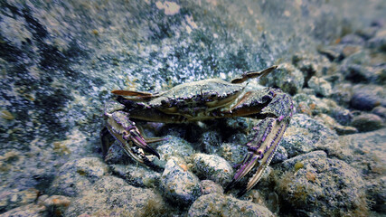 Crab on rock underwater