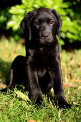 Black Labrador retriever puppy in the garden
