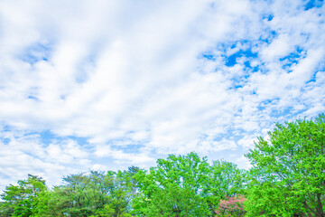 Obraz premium 新緑の木と雲