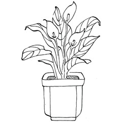 Home Plant in pots sketch. Outline drawing isolated  illustration of growing flowers in a hanging plant for interior home or office decoration. Vector of garden flowers.