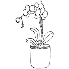 Home Plant in pots sketch. Outline drawing isolated  illustration of growing flowers in a hanging plant for interior home or office decoration. Vector of garden flowers.
