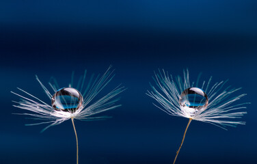 A water drops on a two dandelion flowers seed macro on blue background