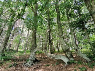 Fototapeta premium trees in the forest