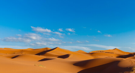 Fototapeta na wymiar Row of camels over the dunes under blue sky