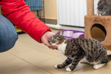 a cute, affectionate cat rubs its head, caresses the hand of a person in the room of a shelter for homeless animals among other cats and bowls, plates for food