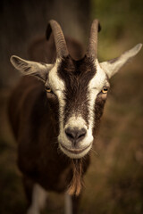 Face portrait of a billy goat with an amusing look. Male goat with soft brown background. 